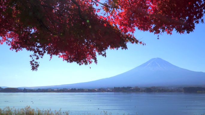 川口湖畔的深红枫叶和富士山