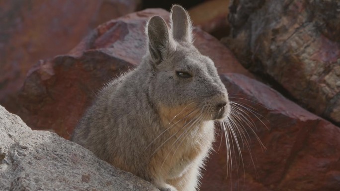 秘鲁安第斯山脉岩石上的鼠兔特写