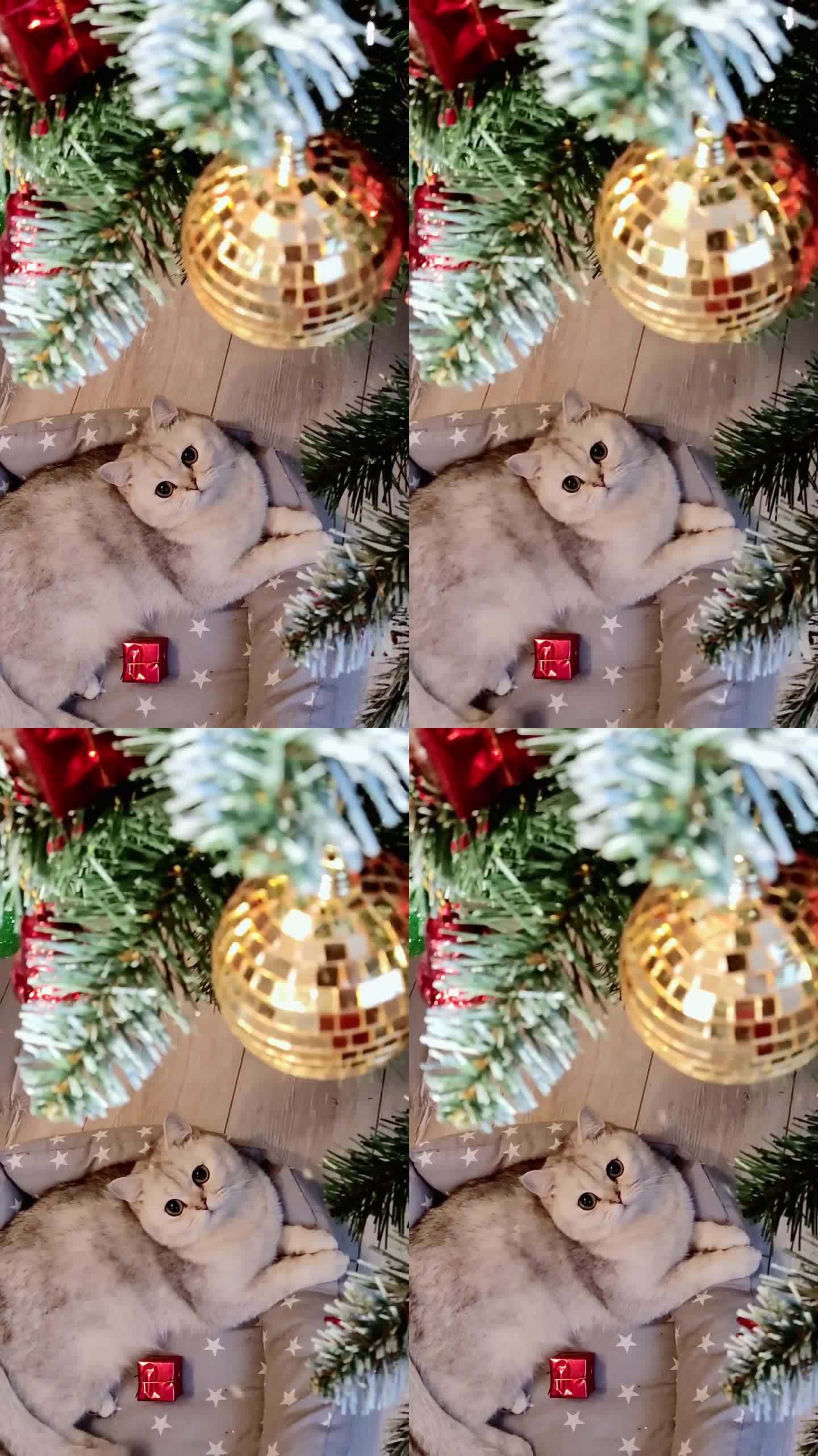 一只白猫躺在家里圣诞树下的动物褥子上，