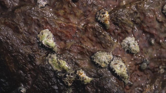 海洋岩石上的野生牡蛎