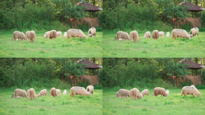 一群羊在树林里的绿色草地上吃草。