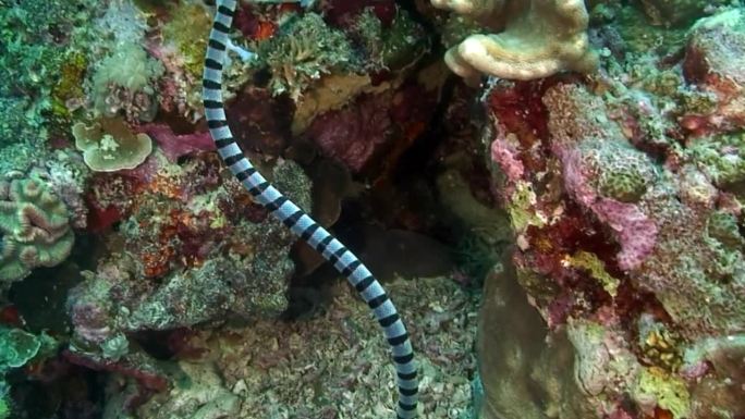 菲律宾海海底珊瑚礁上的黑白条纹蛇。