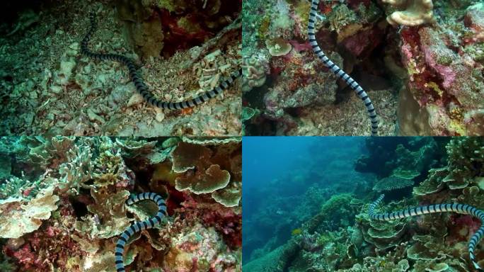 菲律宾海海底珊瑚礁上的黑白条纹蛇。