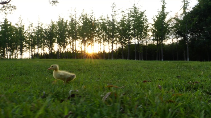 草地小黄鸭子