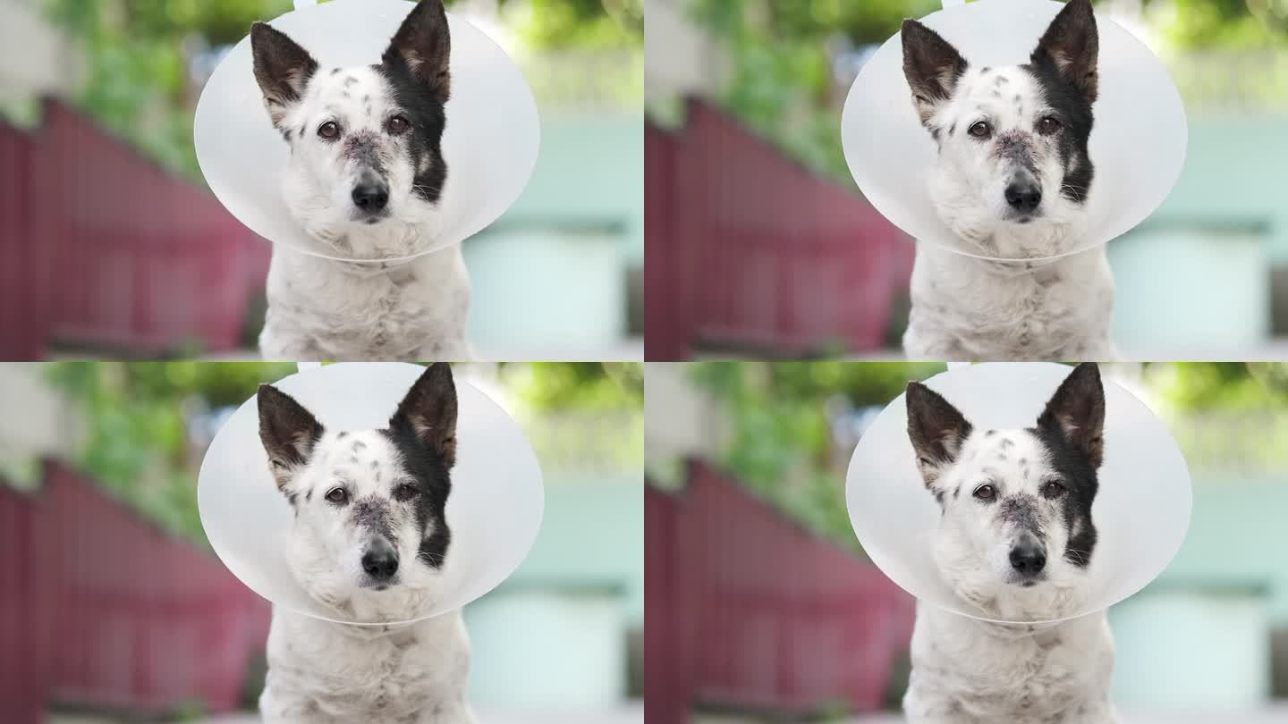 一只黑白混血的小狗悲伤地坐着，戴着兽医项圈或圆锥体，鼻子上最近做了手术缝了针。看着镜头。