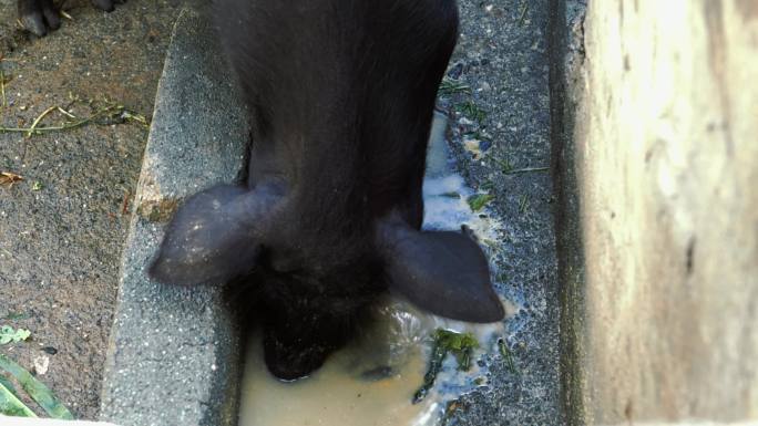 黑猪藏香猪家养猪喝潲水