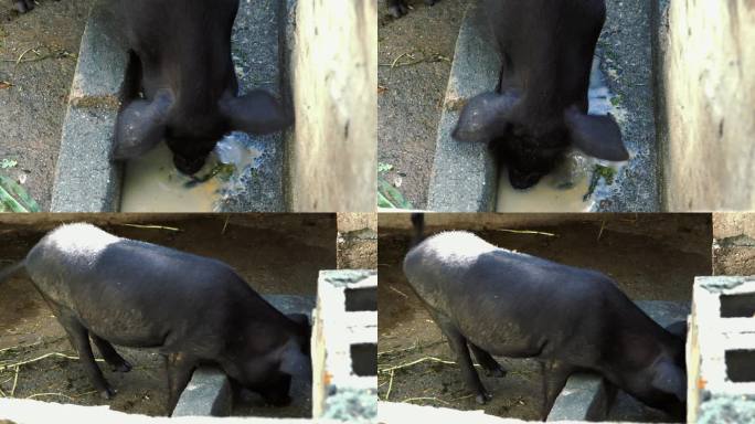 黑猪藏香猪家养猪喝潲水