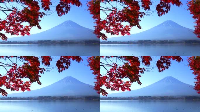 清晨川口湖畔的枫叶和富士山