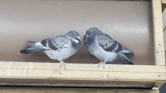 宁静的和谐:两只满足的鸽子，一雄一母，快乐地栖息在商店上方