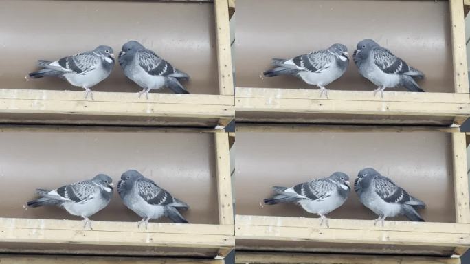 宁静的和谐:两只满足的鸽子，一雄一母，快乐地栖息在商店上方