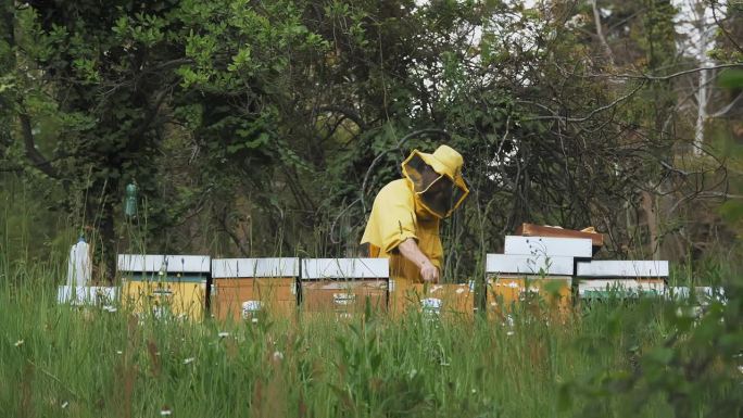 养蜂。养蜂。蜂蜜生产。一个养蜂人，穿着特殊的黄色防护服，检查装满蜂蜜和蜜蜂的蜂箱。木制的蜂房，高山森