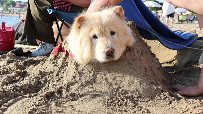夏天阳光明媚的一天，一只棕色的小狗躺在沙滩上