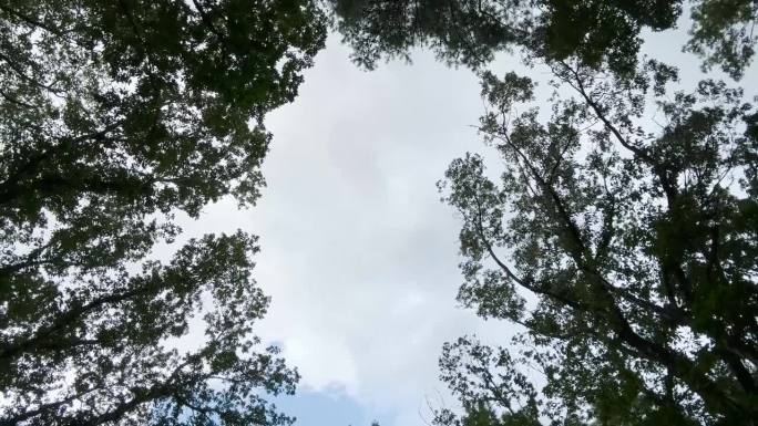 森林的魔力:一个令人惊叹的旋转相机视图的蓝天和云通过绿色的树木