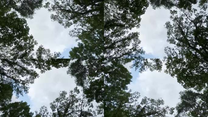 森林的魔力:一个令人惊叹的旋转相机视图的蓝天和云通过绿色的树木