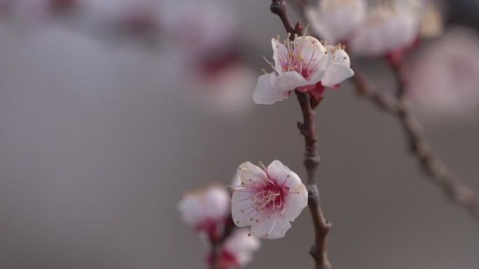 初春 春天 发芽 含苞待放 花骨朵 新芽