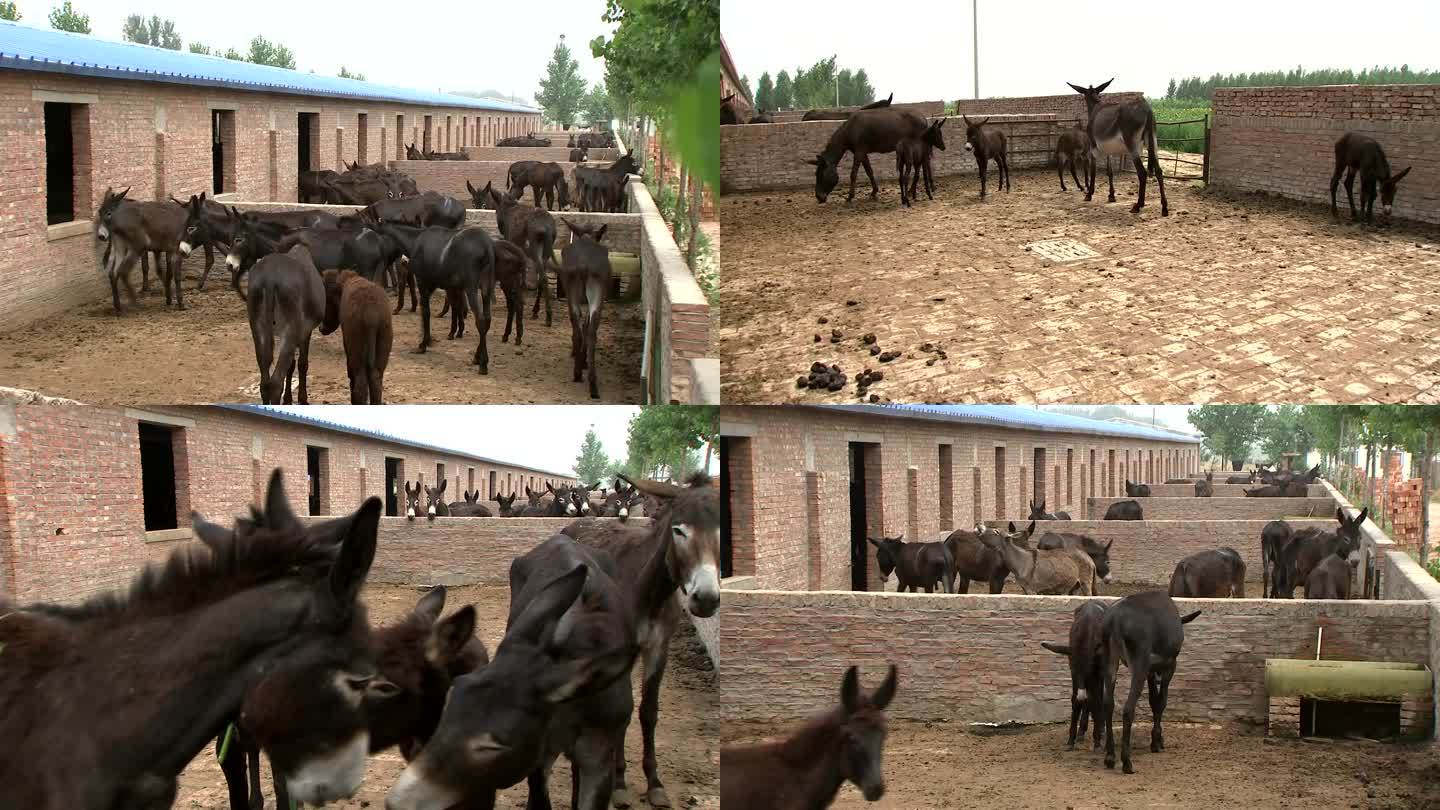 肉驴养殖