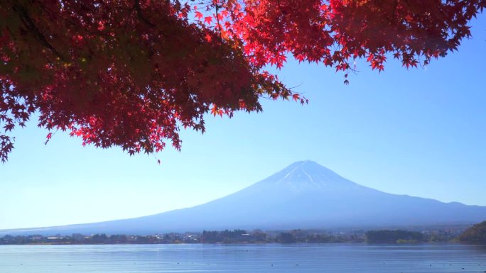 川口湖畔的深红枫叶和富士山