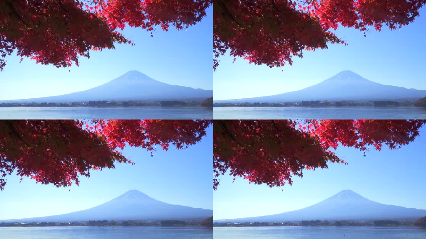 川口湖畔的深红枫叶和富士山