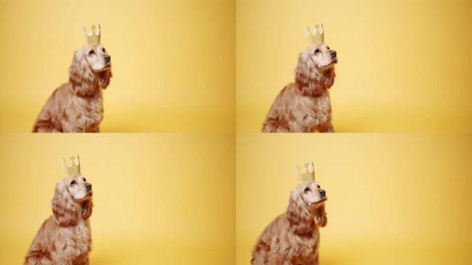 英国可卡犬坐着，摆着漂亮的姿势，戴着金冠，狗叫着