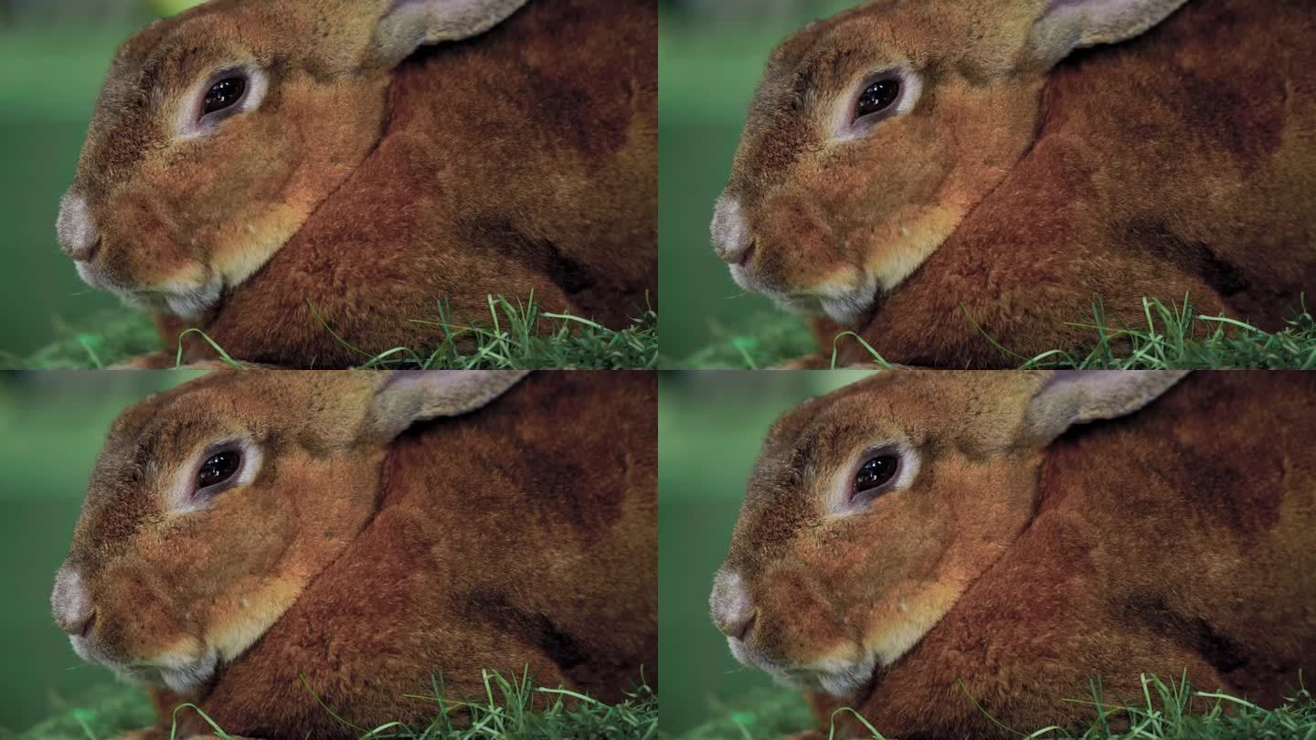 棕兔头