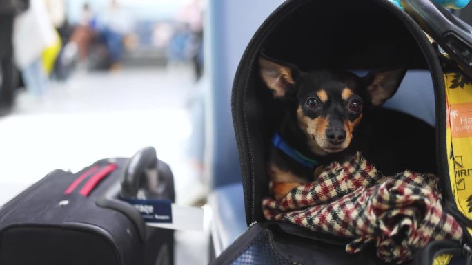 小黑狗在机场大厅登机前，在行李箱附近托运行李，概念旅行带着宠物移动，小黑狗坐在宠物架上，在终点站出发