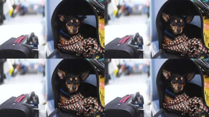 小黑狗在机场大厅登机前，在行李箱附近托运行李，概念旅行带着宠物移动，小黑狗坐在宠物架上，在终点站出发