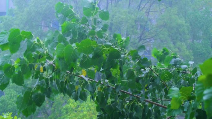 树枝树叶狂风暴雨刮风下雨倾盆大雨下雨天雨