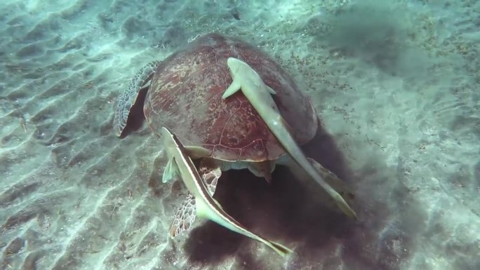 在海底与两只竞争对手的清洁鱼一起吃海龟