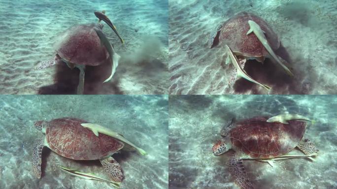 在海底与两只竞争对手的清洁鱼一起吃海龟