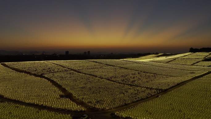 神奇天象火龙果基地灯海日落