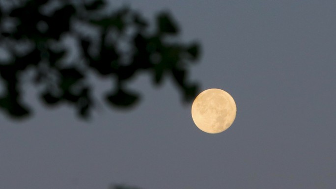 金黄色的月亮挂在树梢