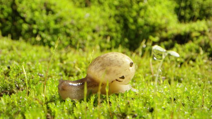 夏日 草地 蜗牛 阳光 6