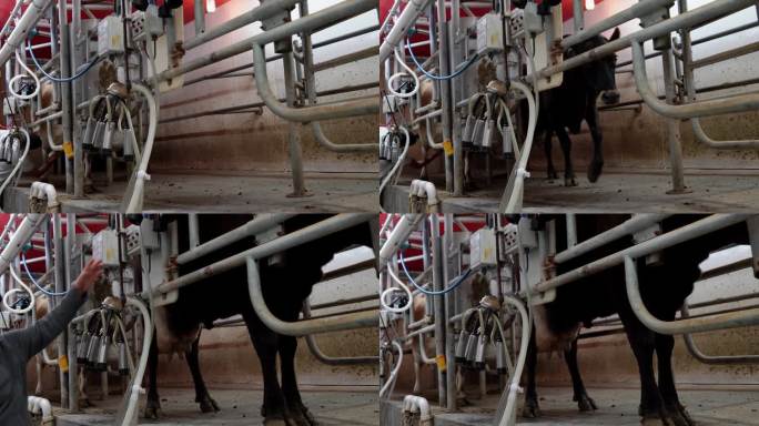 在有机奶牛场的宁静景观中，一个紧凑的挤奶设备蓬勃发展。农民和他能干的女农工牵着奶牛走过这一过程，奶牛