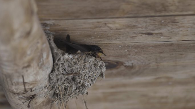 农村房檐下的燕子巢