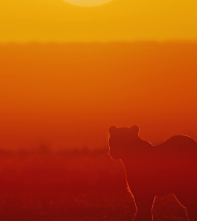 慢动作:日落时，豹子的剪影在阳光明媚的田野里行走