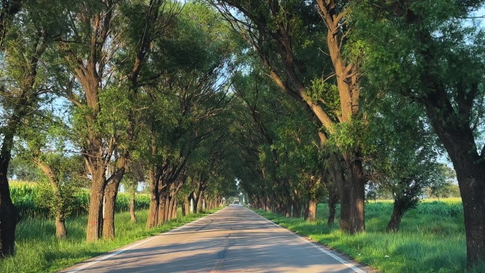 林荫道路 乡间小路