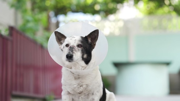 一只黑白混血的小狗悲伤地坐着，戴着兽医项圈或圆锥体，鼻子上最近做了手术缝了针。看着镜头。
