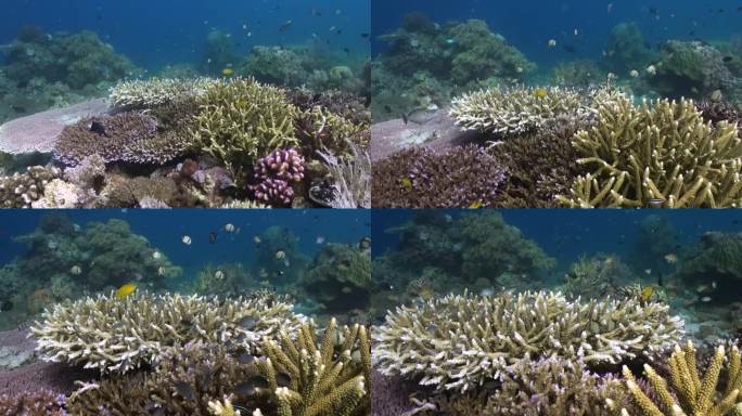 巴厘岛水域的珊瑚是各种鱼类的重要栖息地。