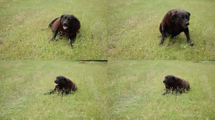 躺在草地上的肥胖混血狗