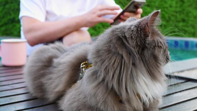 灰色毛绒绒的猫的特写肖像看向一边，坐在长凳或木桌上。写真:毛茸茸的灰猫，绿眼睛，特写。可爱好奇的猫在