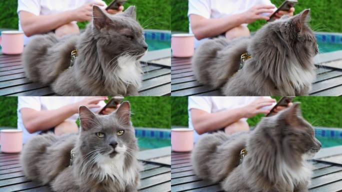 灰色毛绒绒的猫的特写肖像看向一边，坐在长凳或木桌上。写真:毛茸茸的灰猫，绿眼睛，特写。可爱好奇的猫在