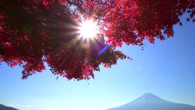 阳光穿过红枫叶与川口湖的富士山