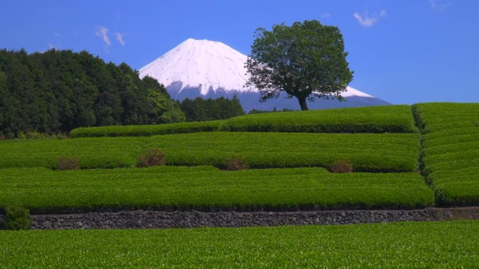 绿茶种植园和富士山/小渊Sasaba，静冈县