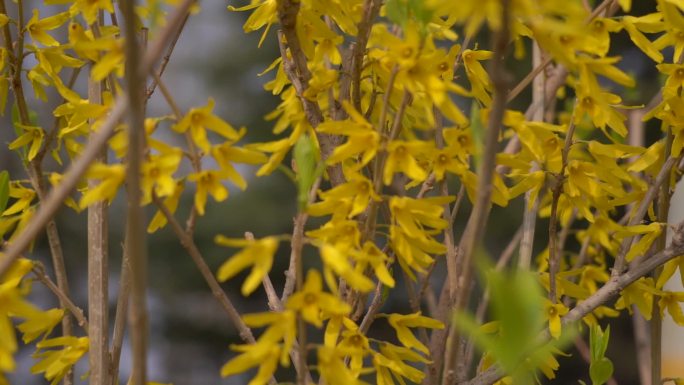 初春 春天 发芽 含苞待放 花骨朵 新芽