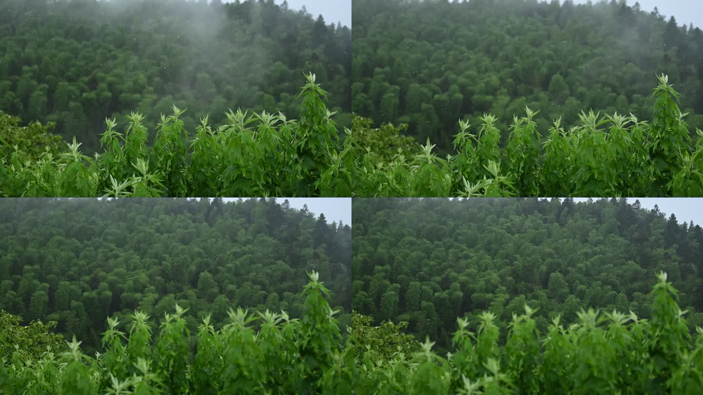 雨雾里的竹林