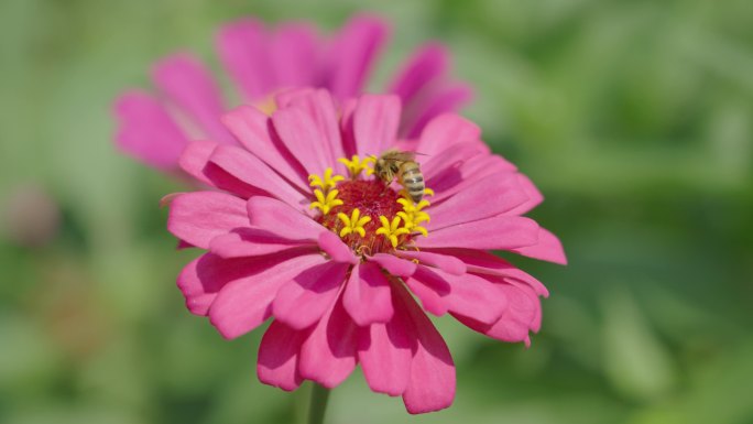 蜜蜂飞舞在花丛中勤劳的采蜜