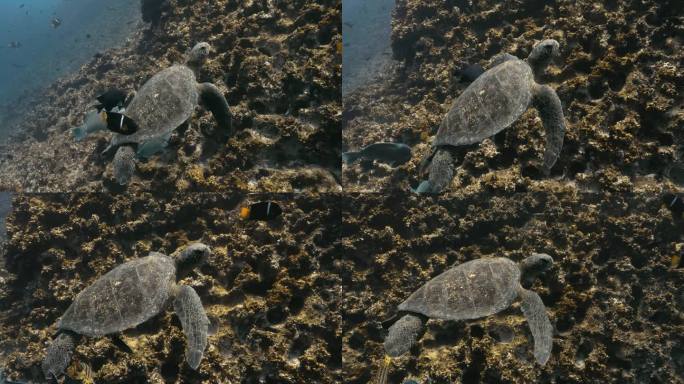 加拉帕戈斯龟与其他鱼类一起在太平洋中游泳。
