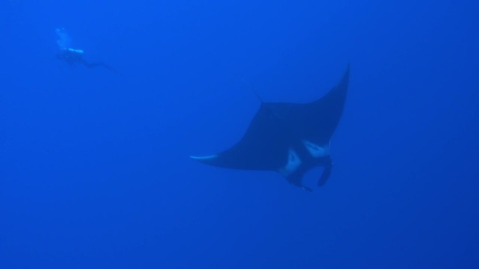 巨大的黑色海洋蝠鲼鱼漂浮在蓝色的背景水
