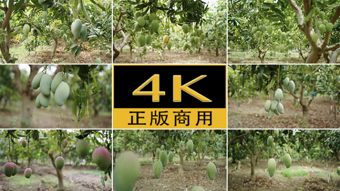芒果树芒果园芒果4K高清拍摄