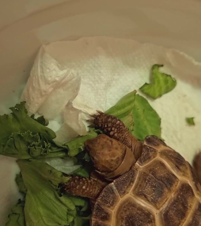 小海龟吃绿叶的镜头。动物